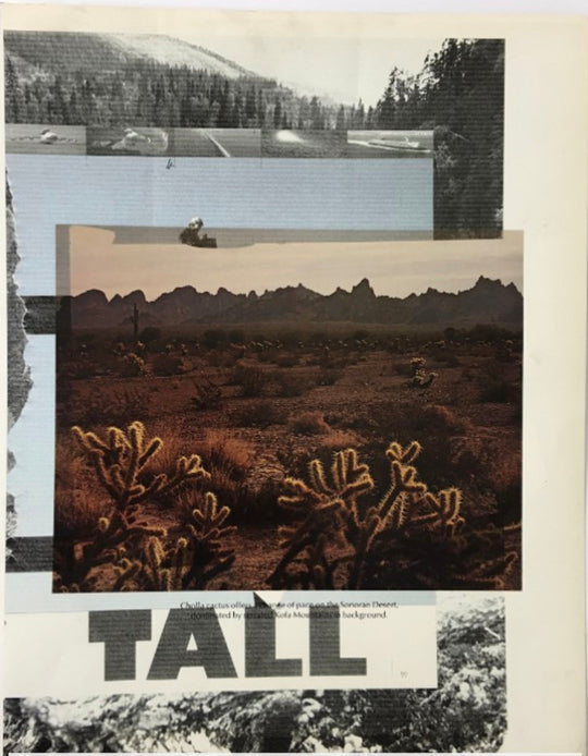 Peter Lamb Tall