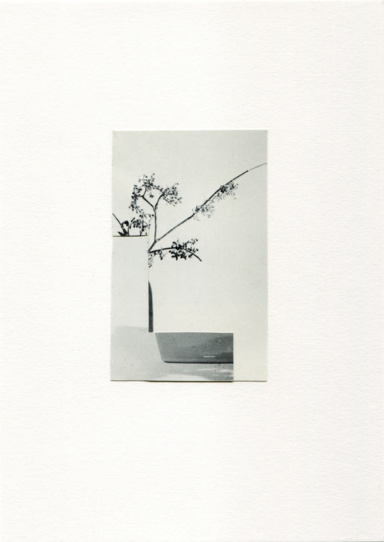 Vesna Vrdoljak Ikebana 4