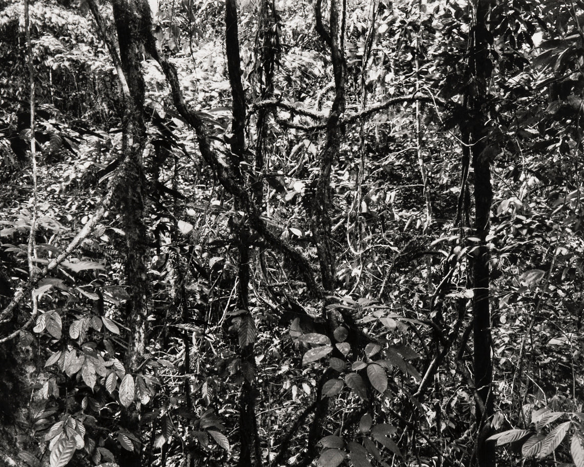 Garth Meyer Untitled, II Winter 2009 (Mikongo, Gabon)