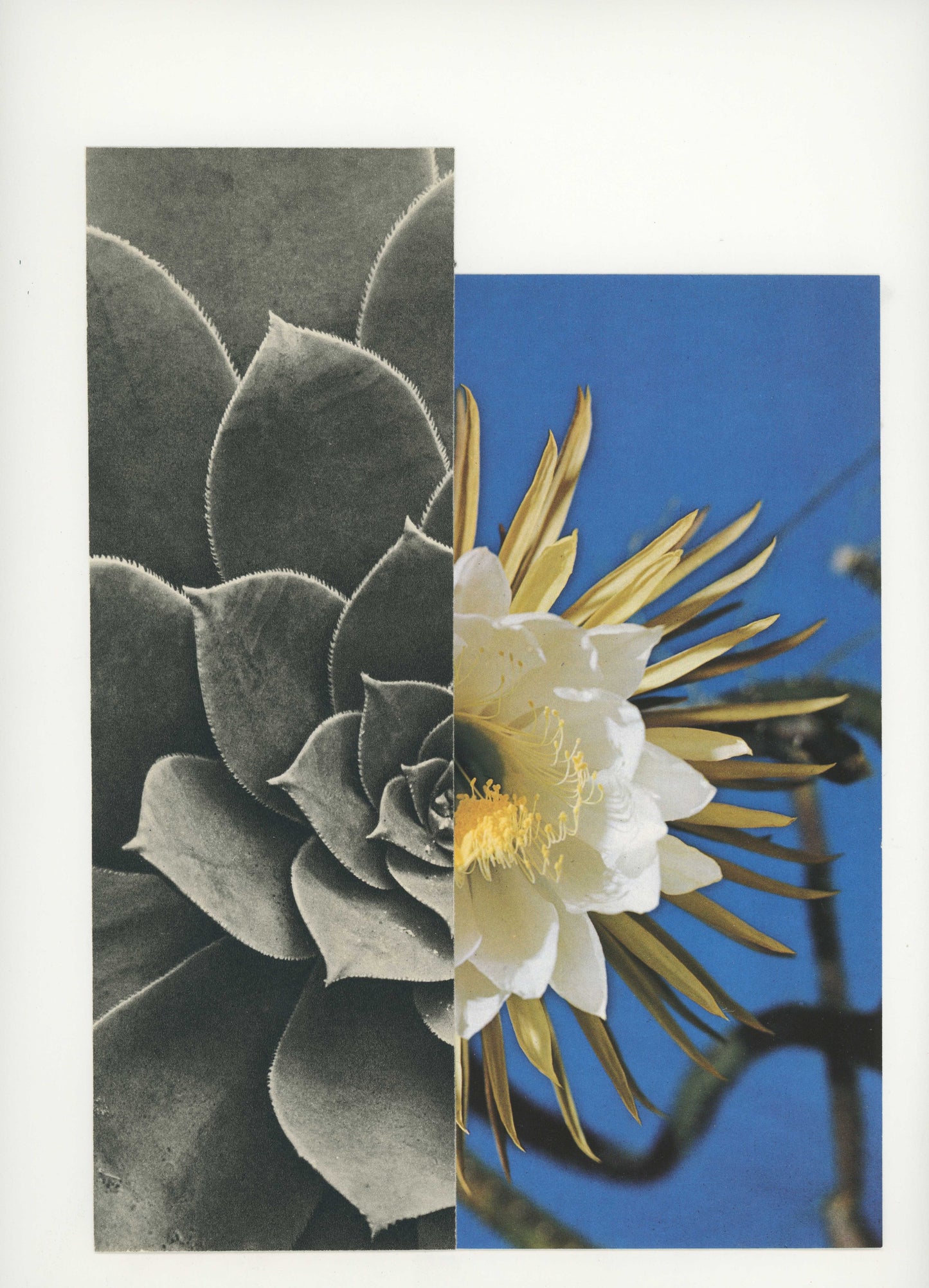 Connect/Disconnect 4/1