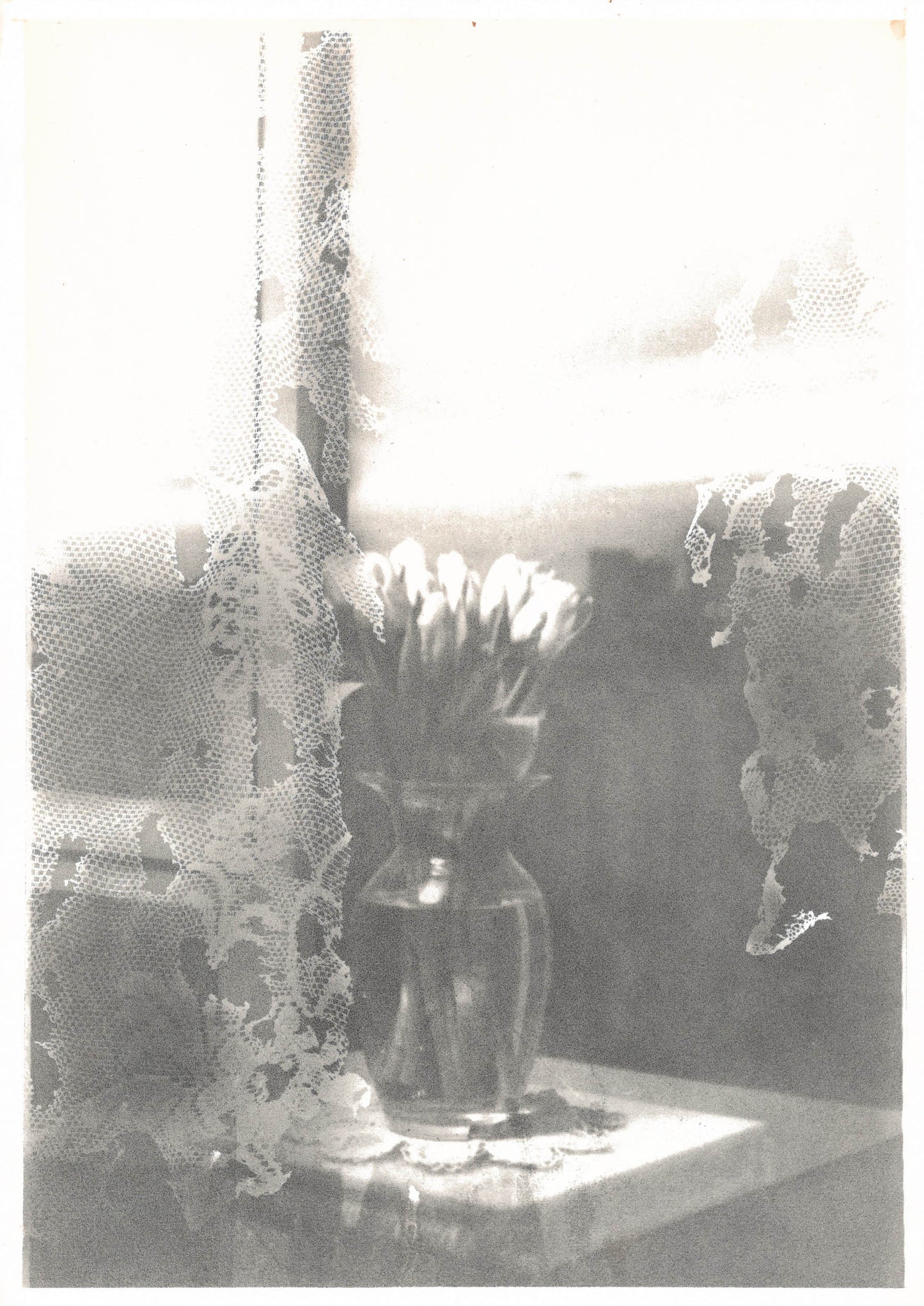 Michael Boffey Tulip Transparency