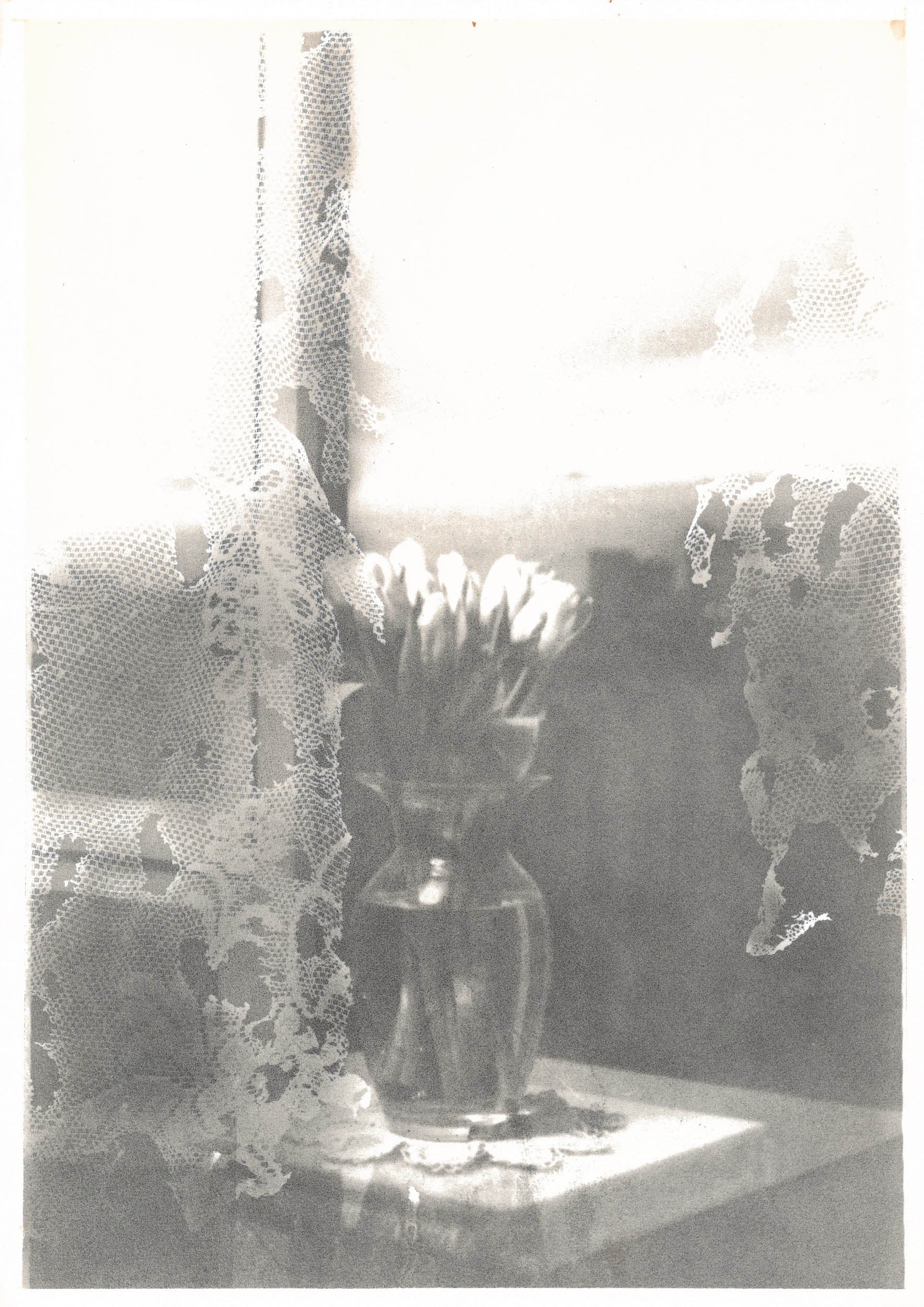Michael Boffey Tulip Transparency