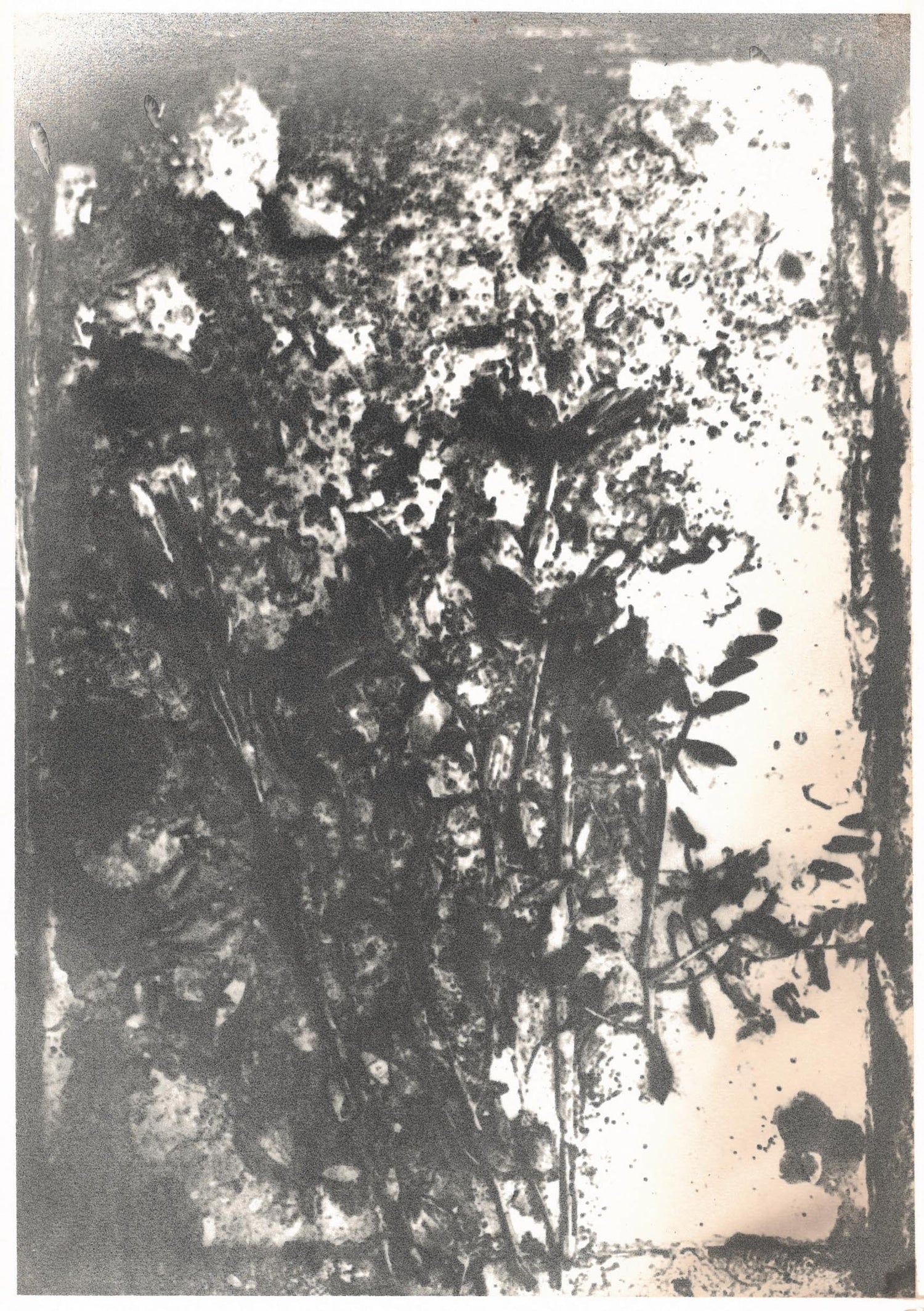 Michael Boffey Ashes of Dead Affection 2