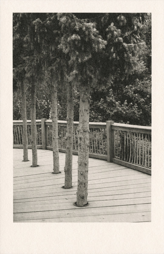 Nicole Fraser Untitled 12 (Line of Trees)