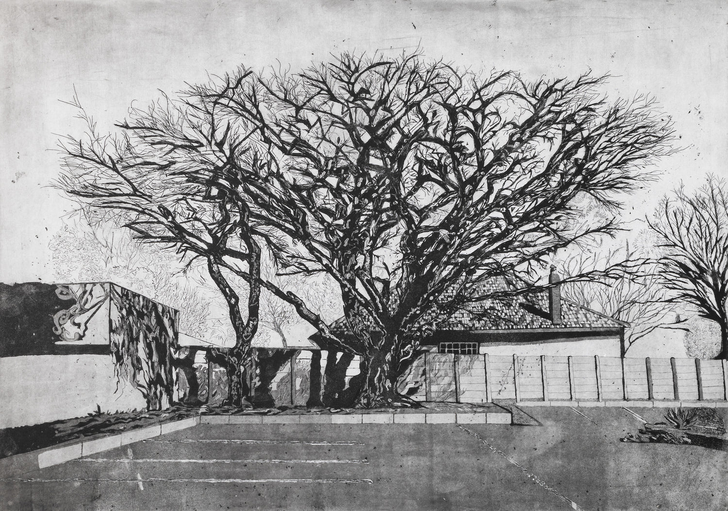 Mpho Mosia Acacia Grove