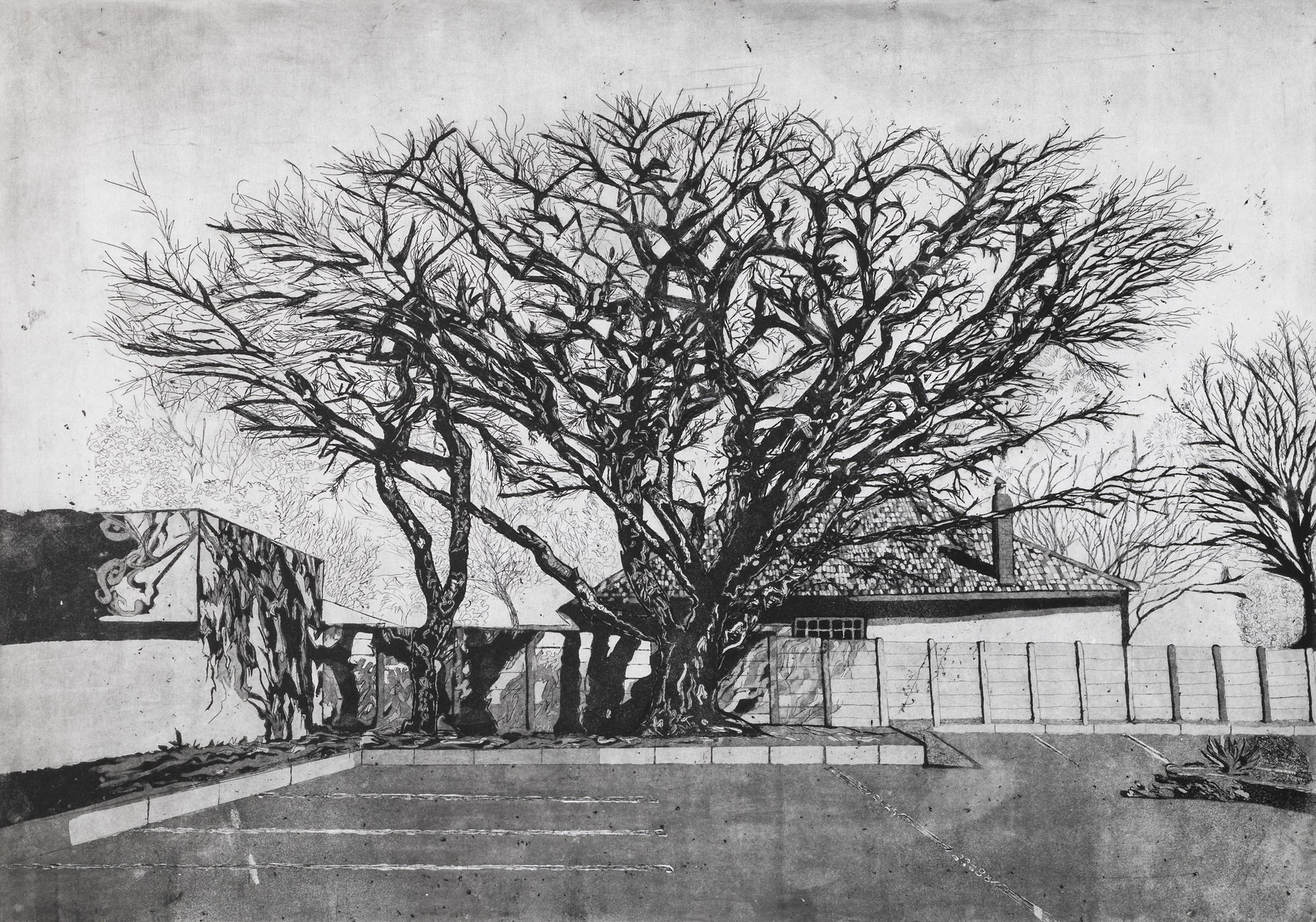 Mpho Mosia Acacia Grove