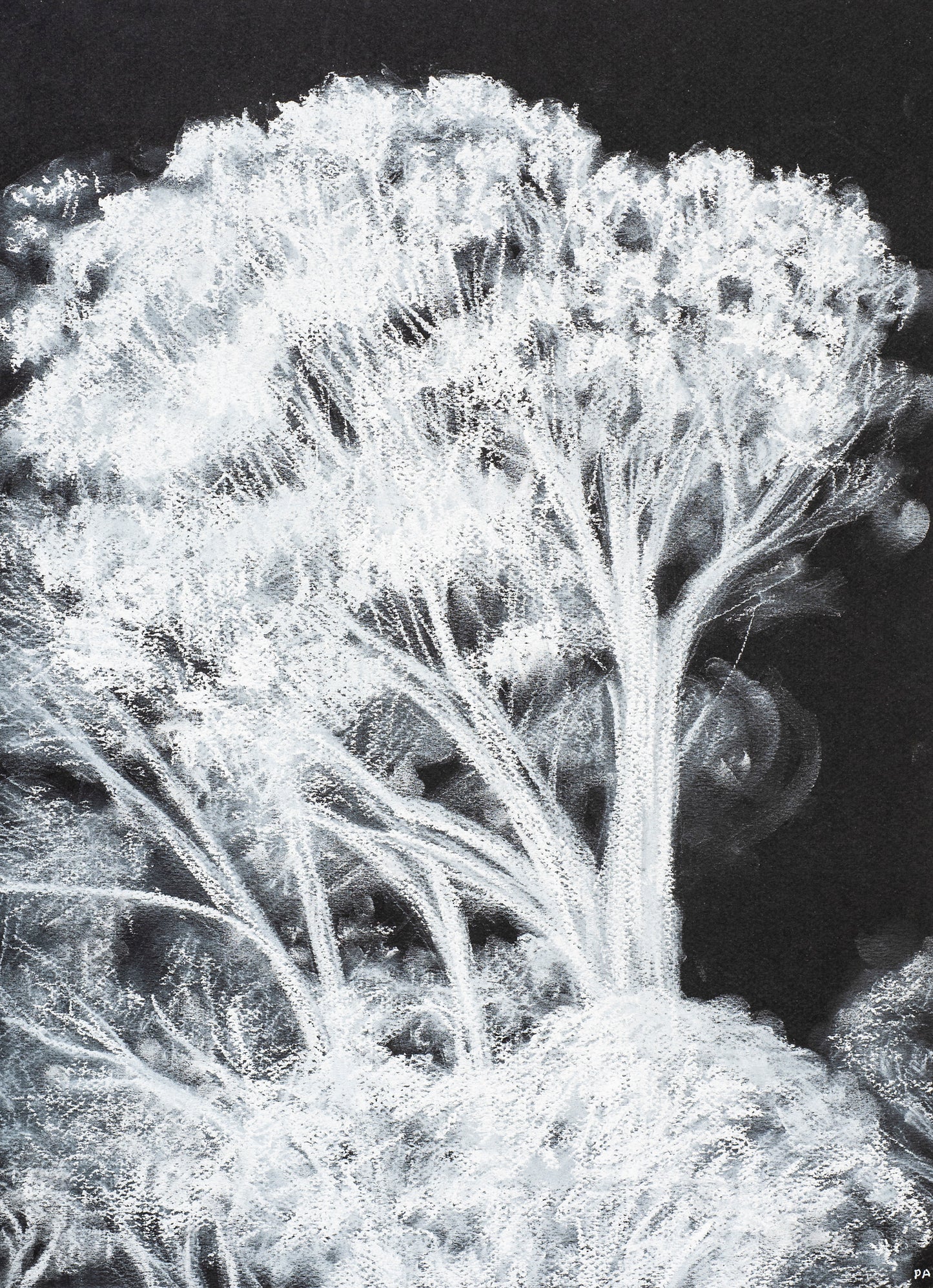 Philippa Allen Invert
