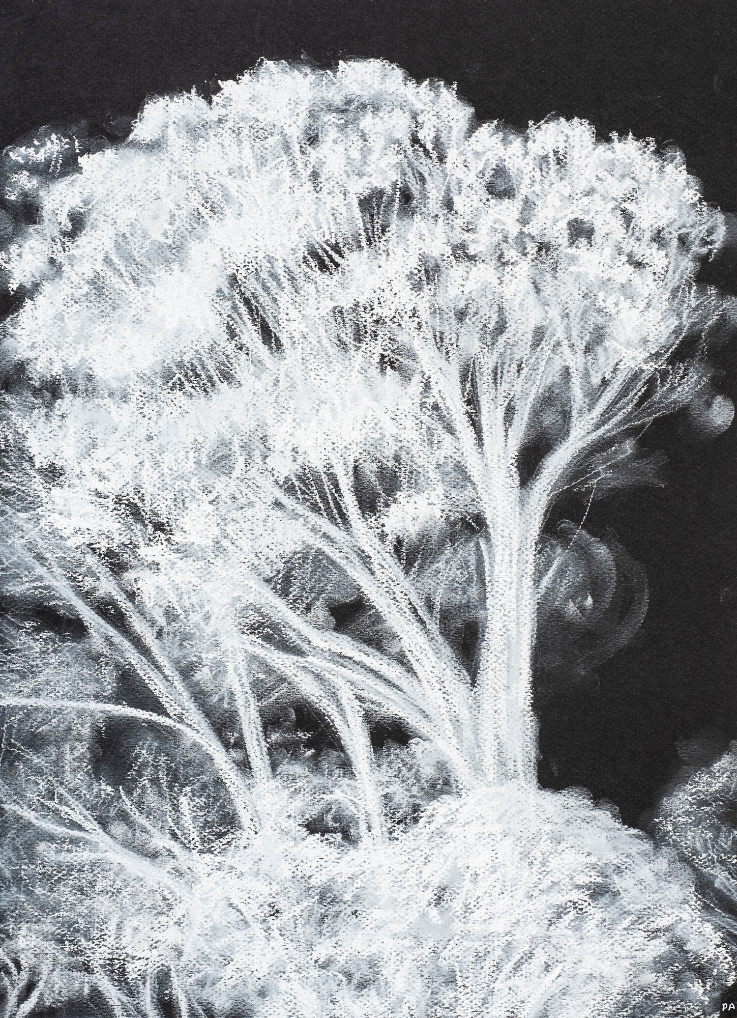 Philippa Allen Invert