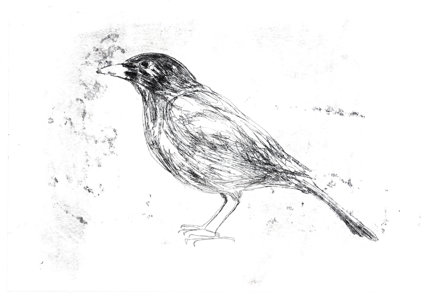 Tamsin Relly Black Bird