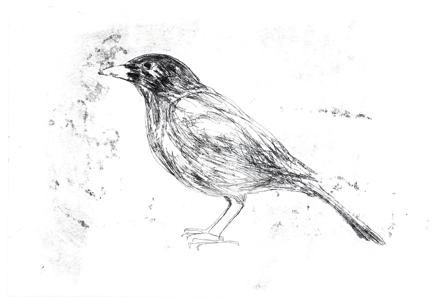 Tamsin Relly Black Bird